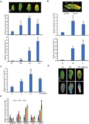 Ring/U-Box Protein AtUSR1 Functions in Promoting Leaf Senescence Through JA Signaling Pathway in Arabidopsis